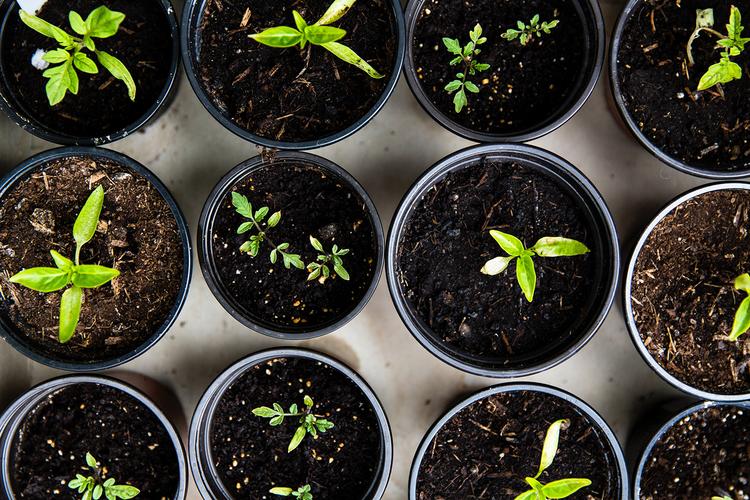 Composting with a Lomi: Turning Waste into Gold